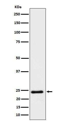 1 - Anti-Mras Rabbit Monoclonal Antibody ABO16436