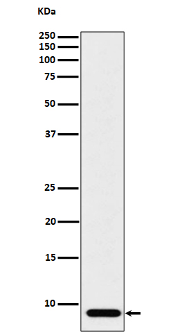 1 - Anti-ATP5G1 Rabbit Monoclonal Antibody ABO16438