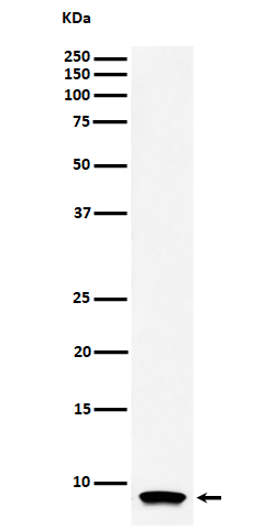 1 - Anti-ATP5G1 Rabbit Monoclonal Antibody ABO16439