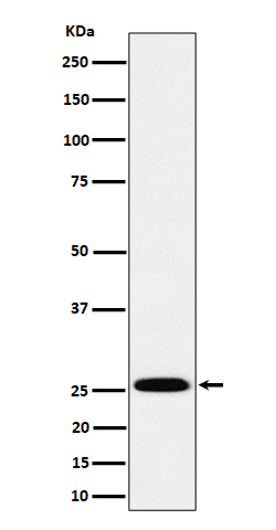 1 - Anti-TEMT Rabbit Monoclonal Antibody ABO16440