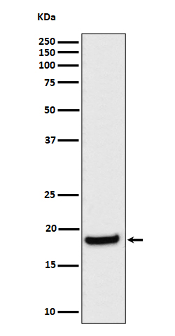 1 - Anti-eIF1A Rabbit Monoclonal Antibody ABO16442