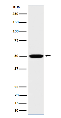 1 - Anti-MST4 Rabbit Monoclonal Antibody ABO16443