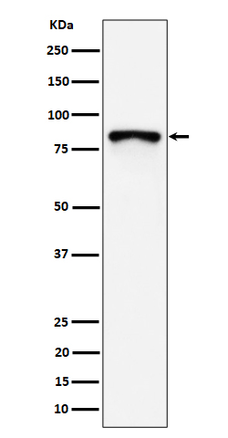1 - Anti-MS4A14 Rabbit Monoclonal Antibody ABO16444