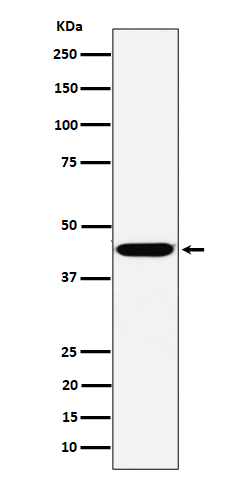 1 - Anti-KCTD9 Rabbit Monoclonal Antibody ABO16446