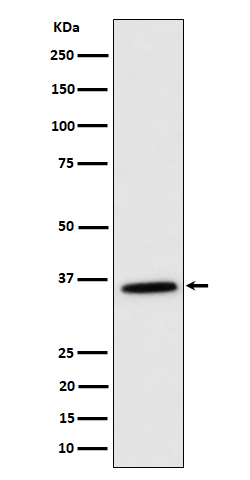 1 - Anti-MDH2 Rabbit Monoclonal Antibody ABO16447