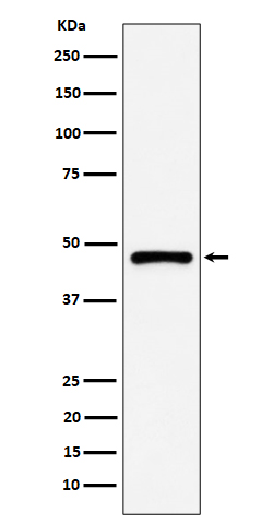 1 - Anti-PSMC5 Rabbit Monoclonal Antibody ABO16448
