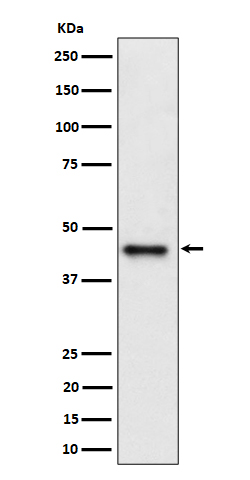 1 - Anti-DAZAP1 Rabbit Monoclonal Antibody ABO16451