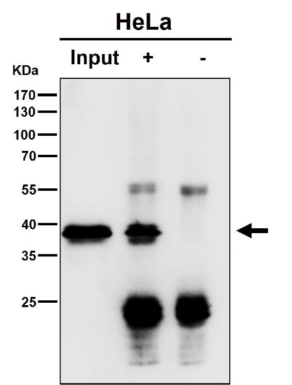1 - Anti-TCEA1 Rabbit Monoclonal Antibody ABO16452