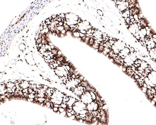 2 - Anti-TCEA1 Rabbit Monoclonal Antibody ABO16452
