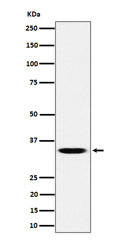 1 - Anti-TCEA1 Rabbit Monoclonal Antibody ABO16452