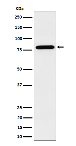 1 - Anti-PRMT7 Rabbit Monoclonal Antibody ABO16457
