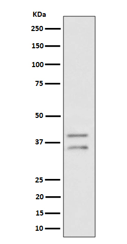 1 - Anti-UFD1L Rabbit Monoclonal Antibody ABO16459