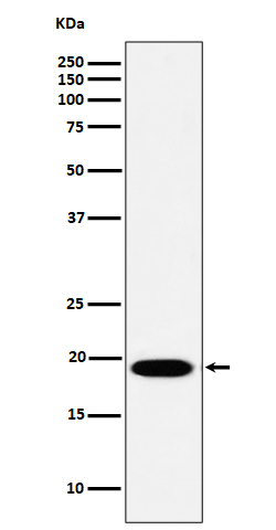 1 - Anti-MSRB3 Rabbit Monoclonal Antibody ABO16462