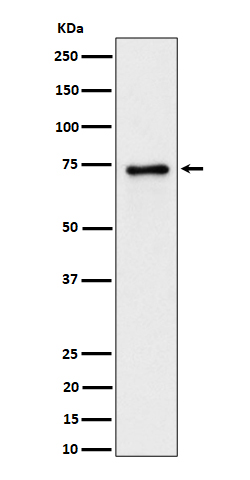 1 - Anti-PTPRR Rabbit Monoclonal Antibody ABO16463
