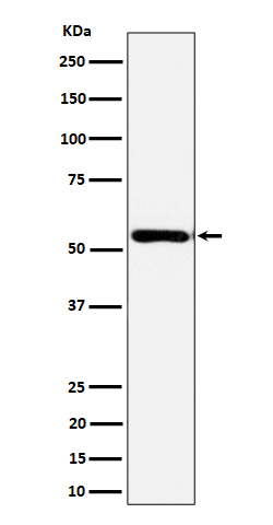 1 - Anti-AER61 Rabbit Monoclonal Antibody ABO16466