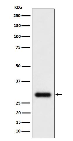 1 - Anti-TMEM192 Rabbit Monoclonal Antibody ABO16468