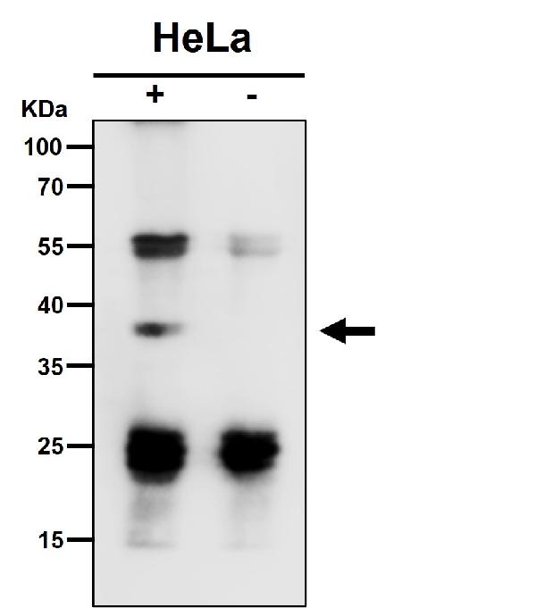 1 - Anti-TCEA1 Rabbit Monoclonal Antibody ABO16469