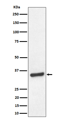 1 - Anti-TCEA1 Rabbit Monoclonal Antibody ABO16469