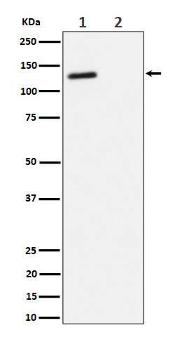 1 - Anti-Phospho-p130(T986) Rabbit Monoclonal Antibody ABO16474