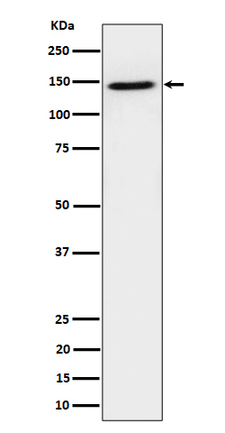 1 - Anti-TAF3 Rabbit Monoclonal Antibody ABO16476