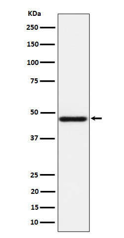 1 - Anti-AZI2 Rabbit Monoclonal Antibody ABO16477