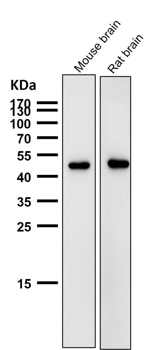 1 - Anti-AZI2 Rabbit Monoclonal Antibody ABO16477