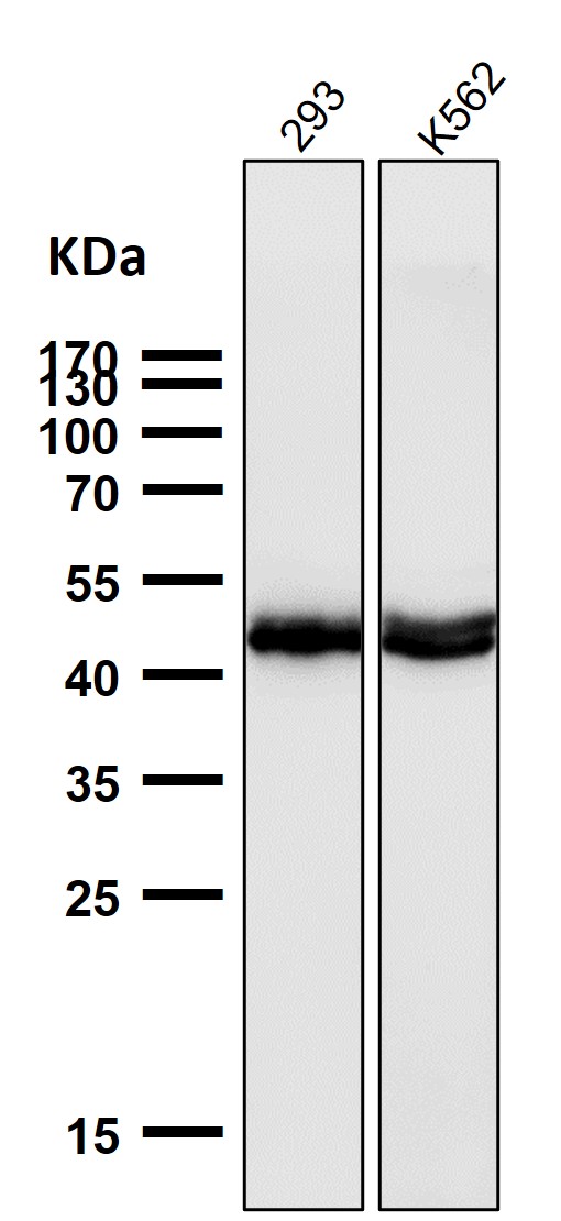 1 - Anti-AZI2 Rabbit Monoclonal Antibody ABO16477