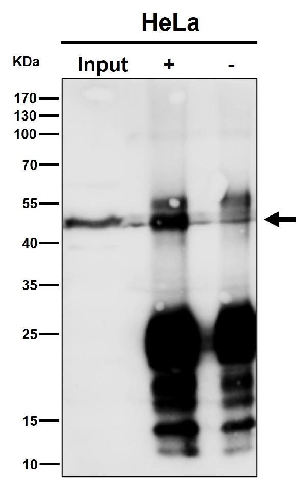1 - Anti-MK3 Rabbit Monoclonal Antibody ABO16479