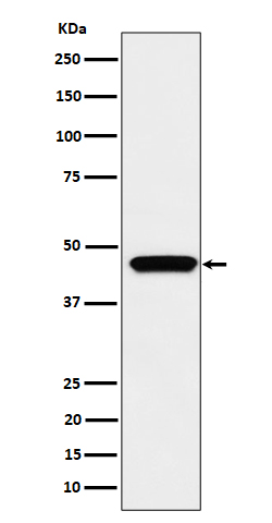 1 - Anti-MK3 Rabbit Monoclonal Antibody ABO16479