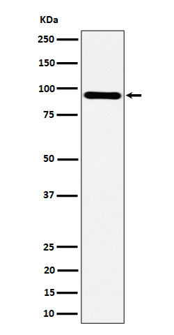 1 - Anti-TNS4 Rabbit Monoclonal Antibody ABO16483