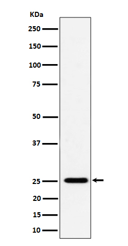 1 - Anti-CFD Rabbit Monoclonal Antibody ABO16487