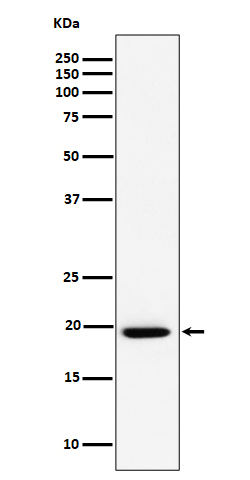 1 - Anti-UFC1 Rabbit Monoclonal Antibody ABO16491