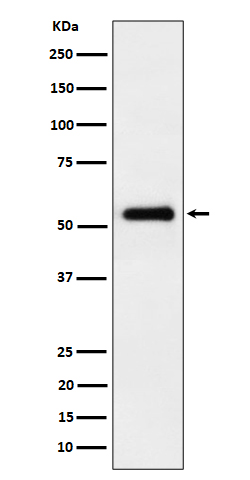 1 - Anti-PRD Rabbit Monoclonal Antibody ABO16492