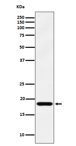 1 - Anti-EMC4 Rabbit Monoclonal Antibody ABO16496