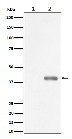 1 - Anti-Phospho-PBK/TOPK (Thr9) Rabbit Monoclonal Antibody ABO16497