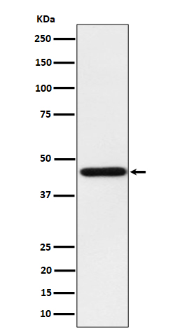 1 - Anti-Homer1 Rabbit Monoclonal Antibody ABO16498