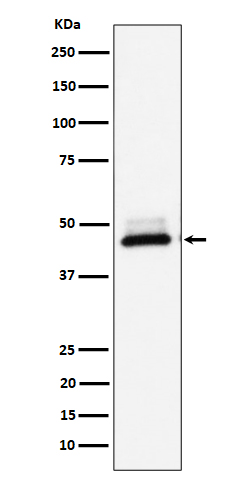 1 - Anti-DNAJA4 Rabbit Monoclonal Antibody ABO16499