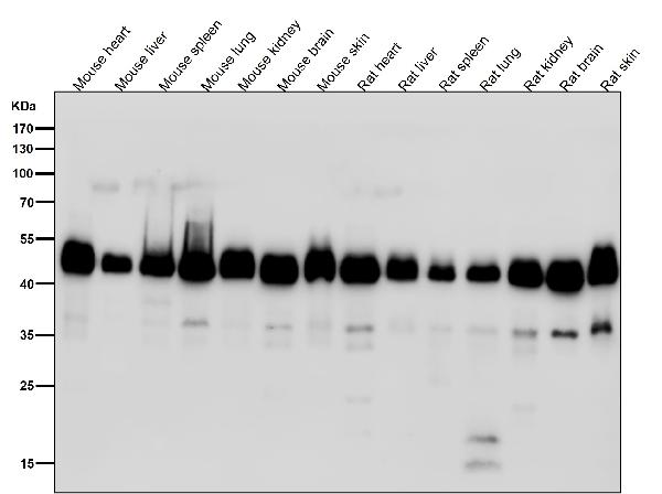 1 - Anti-DNAJA4 Rabbit Monoclonal Antibody ABO16499