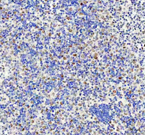 2 - Anti-FAM50A Rabbit Monoclonal Antibody ABO16500