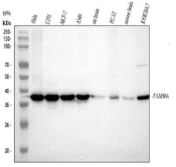 1 - Anti-FAM50A Rabbit Monoclonal Antibody ABO16500