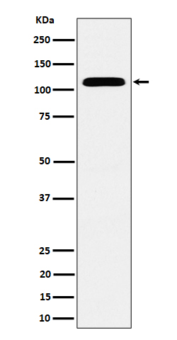 1 - Anti-SEC24D Rabbit Monoclonal Antibody ABO16506