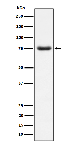1 - Anti-PWP1 Rabbit Monoclonal Antibody ABO16507