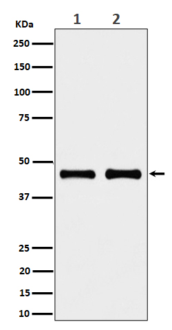 1 - Anti-NDUFS2 Rabbit Monoclonal Antibody ABO16508