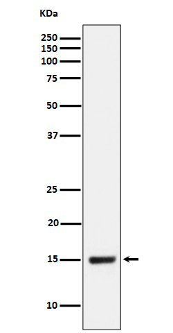1 - Anti-NDUFB4 Rabbit Monoclonal Antibody ABO16509