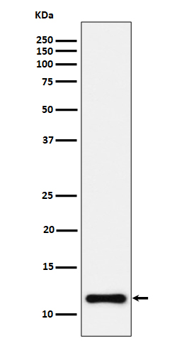 1 - Anti-NDUFC2 Rabbit Monoclonal Antibody ABO16510