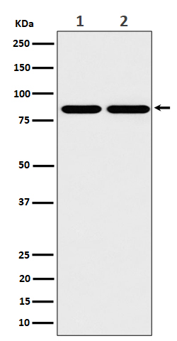 1 - Anti-RAB45 Rabbit Monoclonal Antibody ABO16512