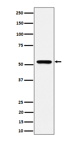 1 - Anti-GRSF1 Rabbit Monoclonal Antibody ABO16513