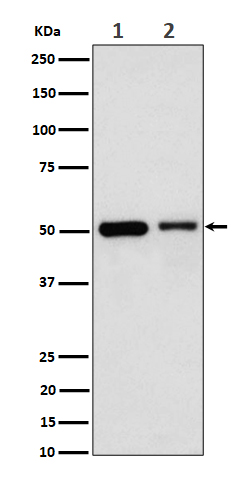 1 - Anti-Annexin A7 Rabbit Monoclonal Antibody ABO16515