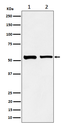 1 - Anti-SNX4 Rabbit Monoclonal Antibody ABO16518
