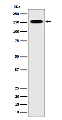 1 - Anti-NUP155 Rabbit Monoclonal Antibody ABO16520
